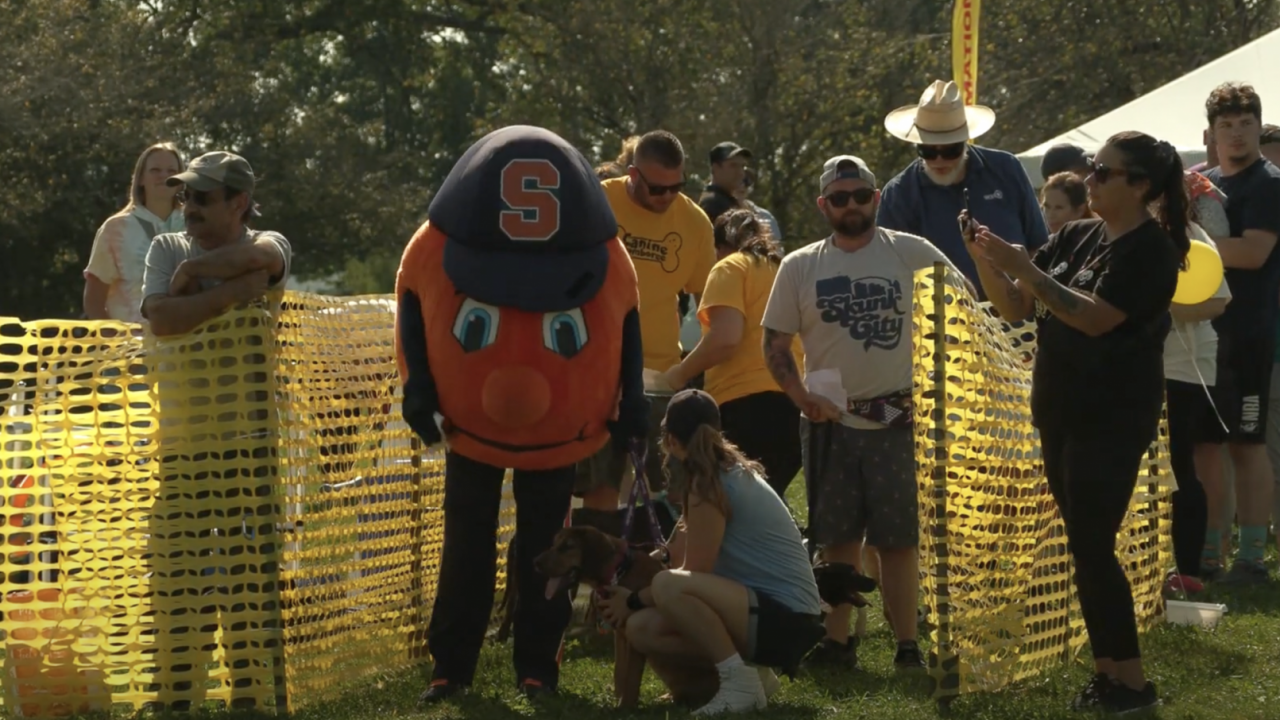 Otto the Orange is going to walk an adoptable dog.